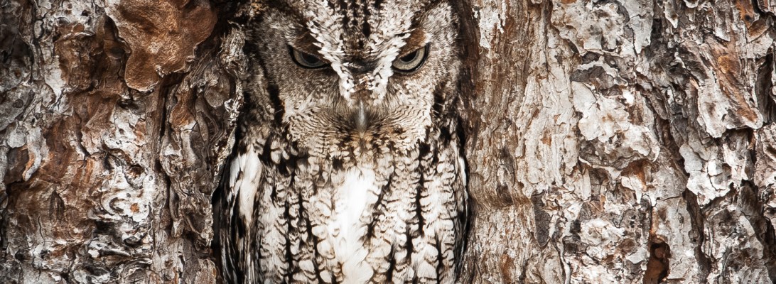 Owl camouflage